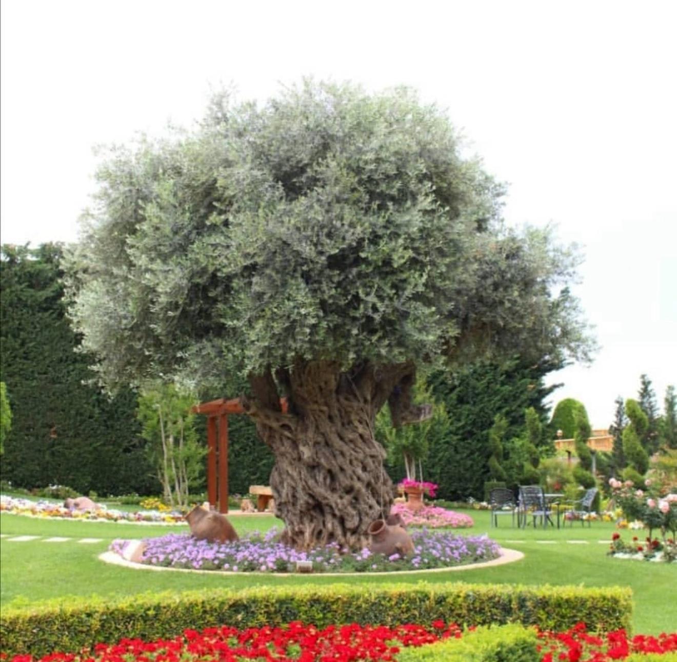 Omli Tree JABAL AMEL Nursery